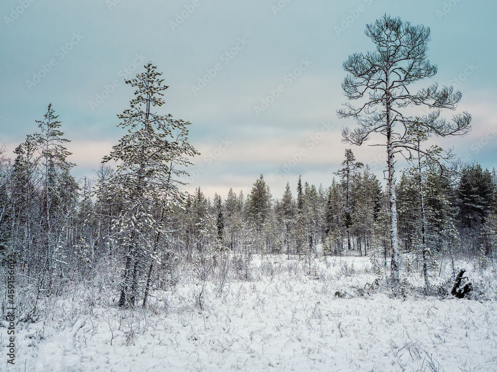 Amazing Arctic landscape with a trees in the snow on a polar day. Amazing Arctic landscape with a trees in the snow on a polar day.