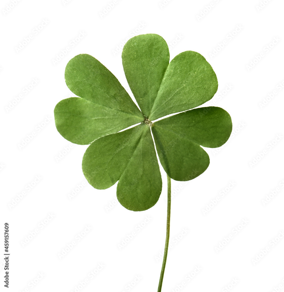 Green four leaf clover isolated on white Green four leaf clover isolated on white