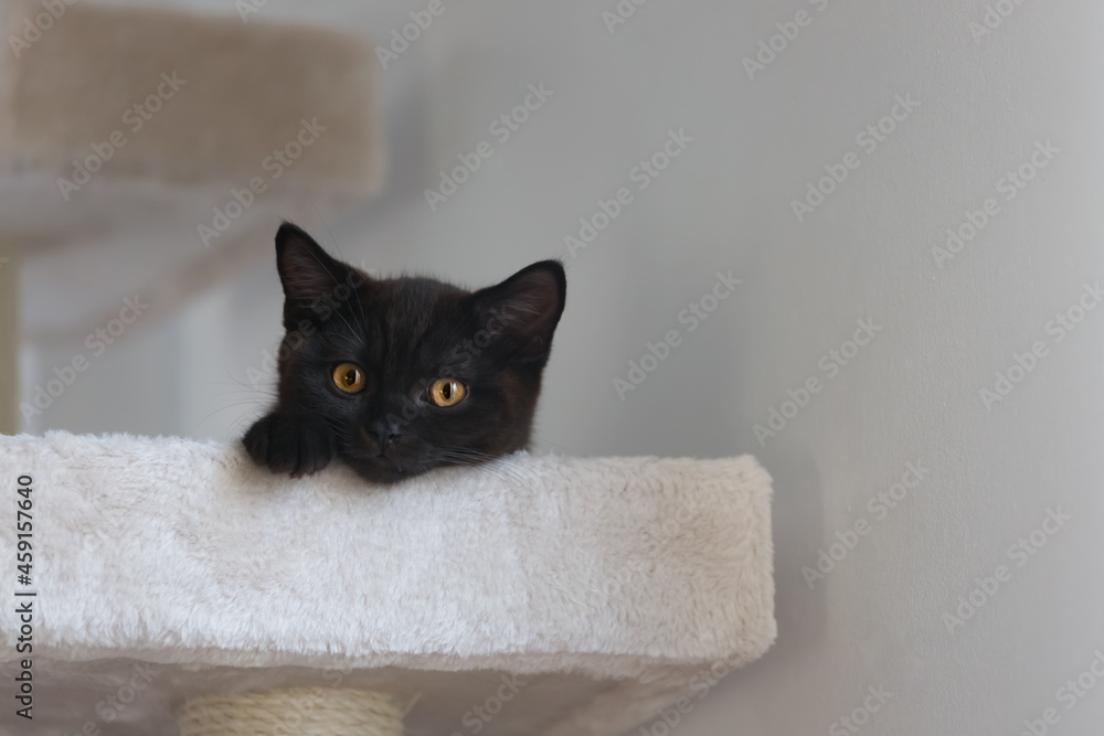Młody czarny kot brytyjski z pomarańczowymi oczami, na drapaku - obrazy, fototapety, plakaty 