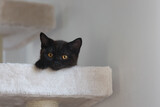 Młody czarny kot brytyjski z pomarańczowymi oczami, na drapaku