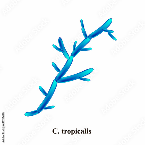 C. tropicalis candida. Pathogenic yeast-like fungi of the Candida type morphological structure. Vector illustration on isolated background