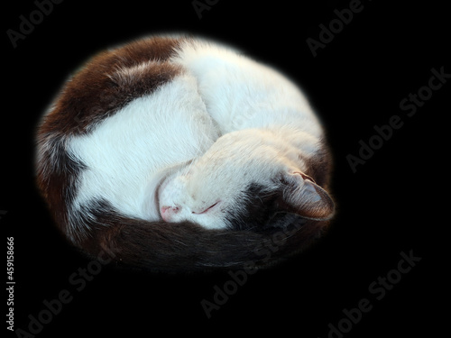 the isolated black background to sleep, Kot - the name of some species of predatory mammals of a genus of the Cat (Latin Felis) and some other childbirth 