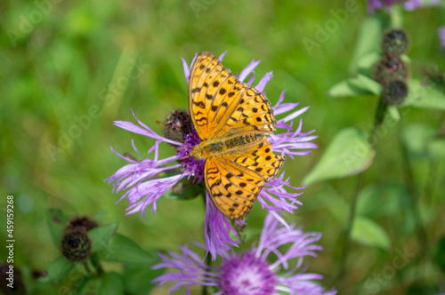 butterfly on flower © bologa