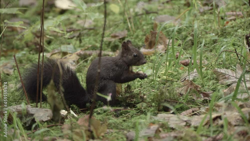 european squirrel in a German forest european squirrel in a German forest