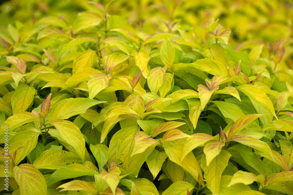 Fototapeta premium Closeup of leaves of Cornus sericea 'Kelsey's Gold' shrub in a garden in Autumn
