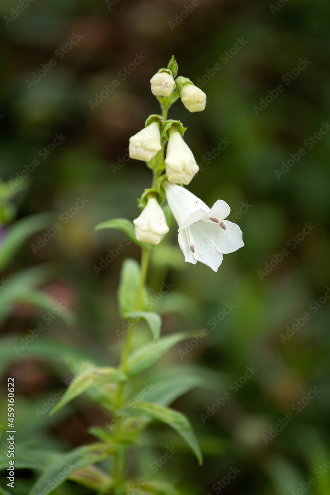 Closeup of flowerss of Penstemon 'White Bedder' in summer in a garden Closeup of flowerss of Penstemon 'White Bedder' in summer in a garden