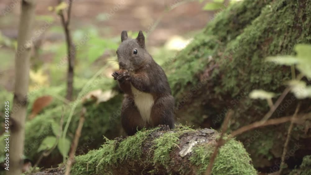 european squirrel in a German forest european squirrel in a German forest