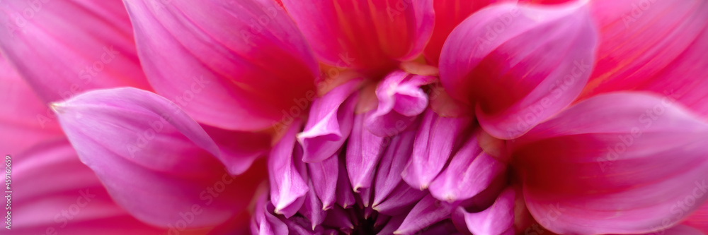 Closeup of flower of Dahlia 'Arthur Hambley' in panorama format