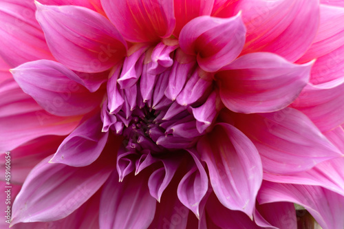 Closeup of flower of Dahlia 'Arthur Hambley' 