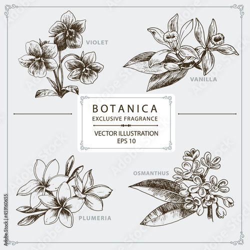 Floral Fragrance, hand drawn illustration, vector elements photo