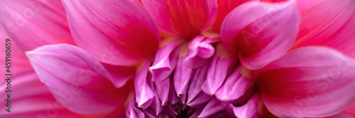 Closeup of flower of Dahlia 'Arthur Hambley' in panorama format © Chris Lawrence