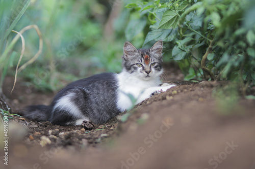 Cute grey and white kitten laying down on the ground in the garden. Kitten stock photo.