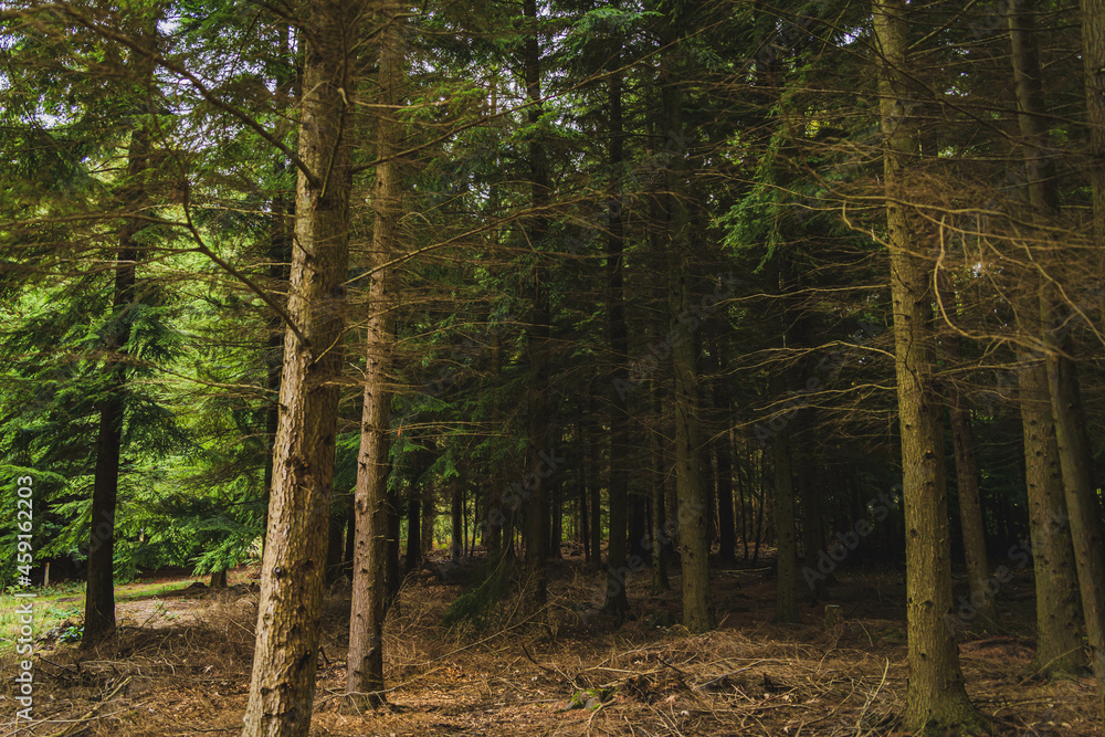 Obraz premium trees in the woods