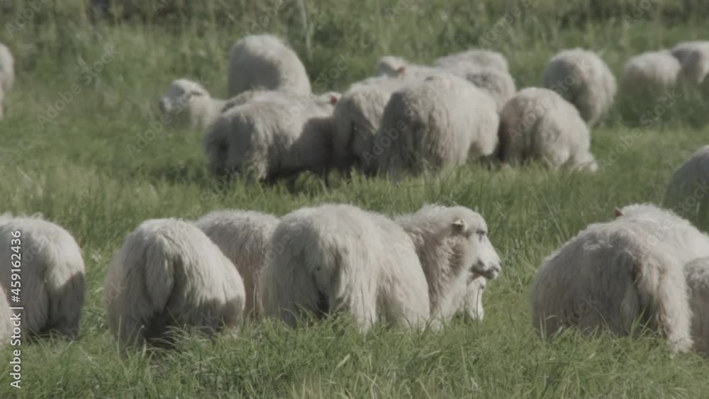 sheeps on the meadow in the duemmer basin sheeps on the meadow in the duemmer basin