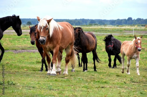 horses on the meadow, farm, herd, stallion, mare