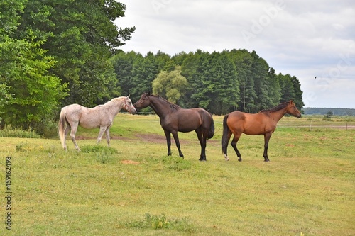 horses on the meadow  farm  herd  stallion  mare