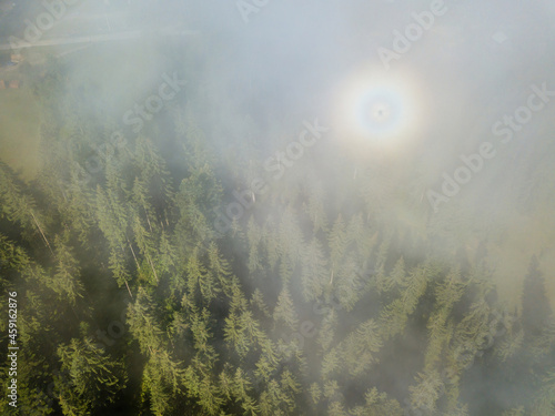 Coniferous mountain forest in the morning thin fog. Fog covers the Ukrainian slopes of the mountains. Aerial drone top view.