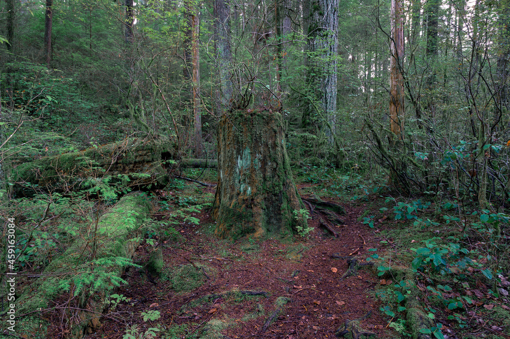 Obraz premium stump in autumn