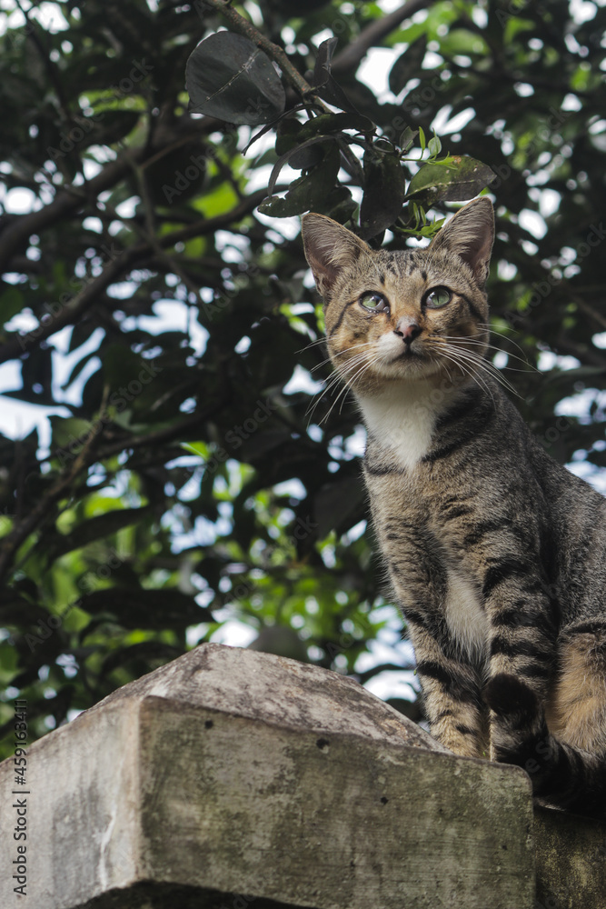 Indonesian local cat with defocused blurred background. Cat stock photo. Indonesian local cat with defocused blurred background. Cat stock photo.