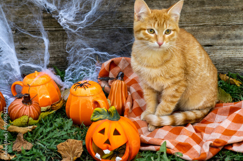 Portrait of a beautiful red-haired domestic cat sitting next to a funny pumpkin head. The concept of the autumn holiday Halloween. Happy Halloween. Halloween cat.