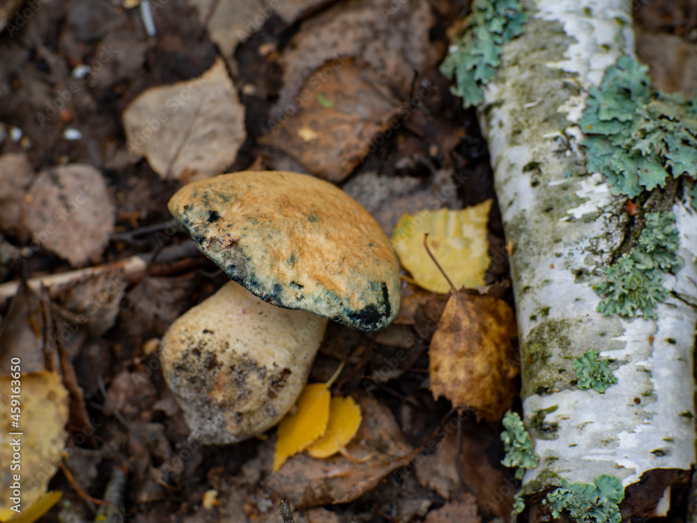 Very tasty rare mushroom Gyroporus cyanescens. Known as the bluing bolete or the cornflower bolete