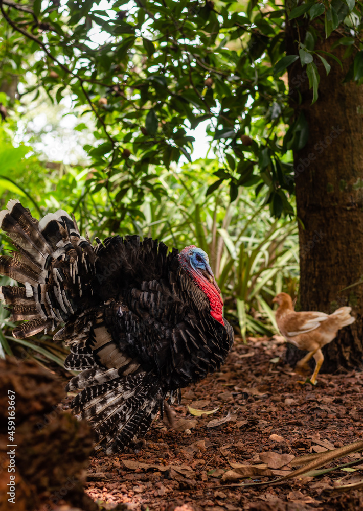 custom made wallpaper toronto digitalA male turkey strutting in a poultry farm with full feather displayed . Turkey Trot . One Mature Tom Turkey
