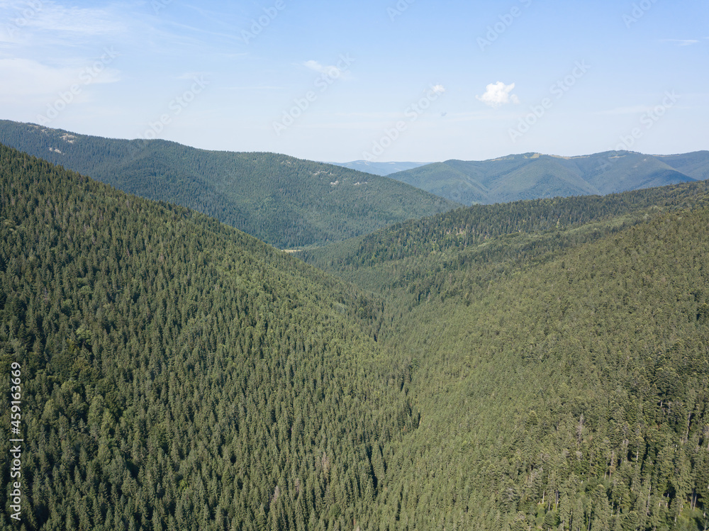 Obraz premium Green mountains of the Ukrainian Carpathians on a sunny summer morning. Coniferous trees on the mountain slopes and green grass. Aerial drone view.