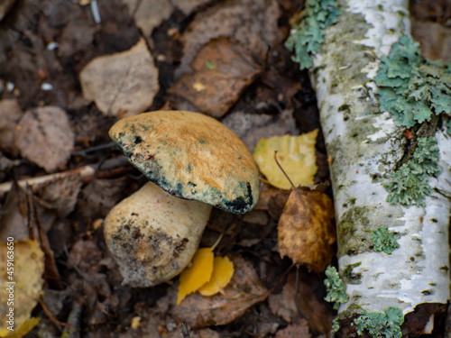 Very tasty rare mushroom Gyroporus cyanescens. Known as the bluing bolete or the cornflower bolete photo