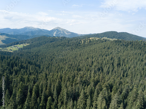 Green mountains of the Ukrainian Carpathians on a sunny summer morning. Coniferous trees on the mountain slopes and green grass. Aerial drone view.