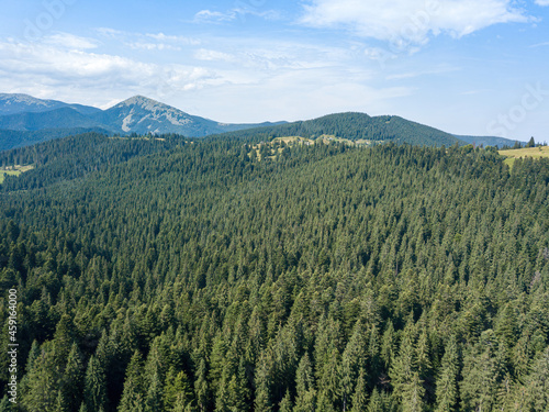Green mountains of the Ukrainian Carpathians on a sunny summer morning. Coniferous trees on the mountain slopes and green grass. Aerial drone view.