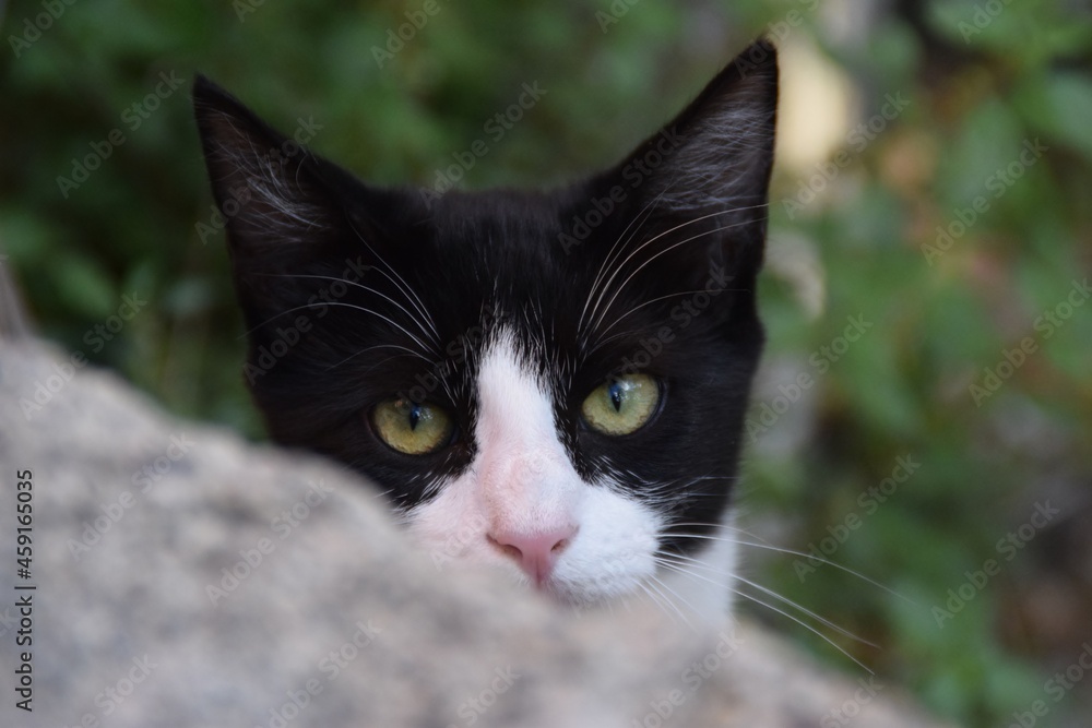 primo piano sugli occhi di un gattino bianco e nero primo piano sugli occhi di un gattino bianco e nero