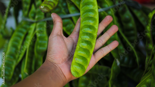 Petai or stink beans on hand with blurred background of a bunch of Fresh Petai or Bitter Beans (Parkia speciosa, twisted cluster bean, or stink bean) on hand-harvested by from the garden photo