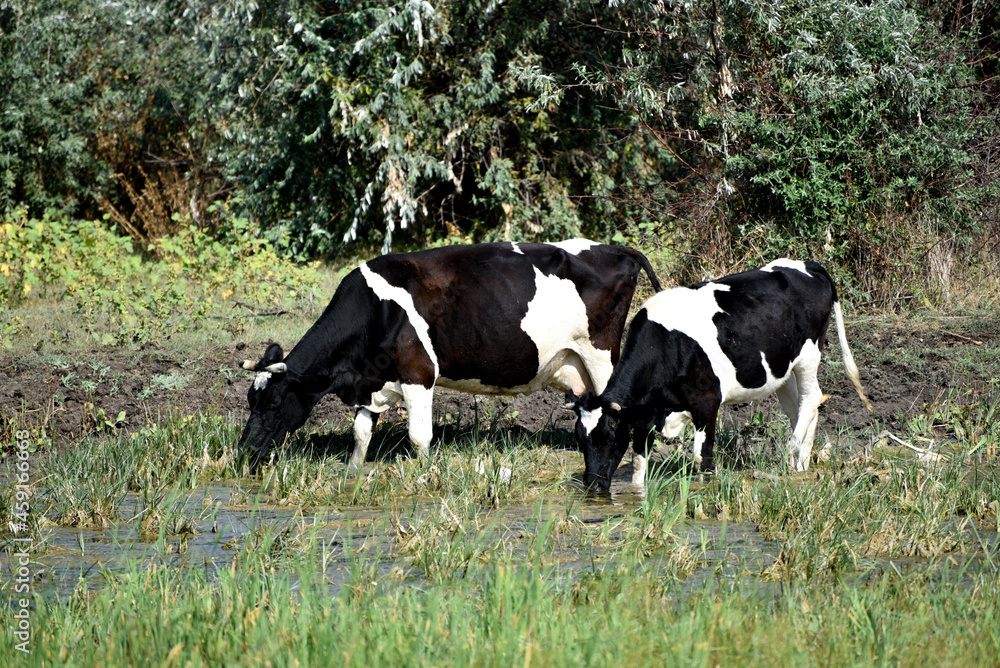 herd of cows grazing,cow farm 