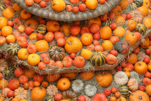 Decorative pumpkins, Halloween decor in Moscow city. Harvest, garden decoration in GUM, Moscow city. Shop ornament with gourd, orange pumpkin. Halloween pumpkin. Pumpkin decor. Many Halloween pumpkins