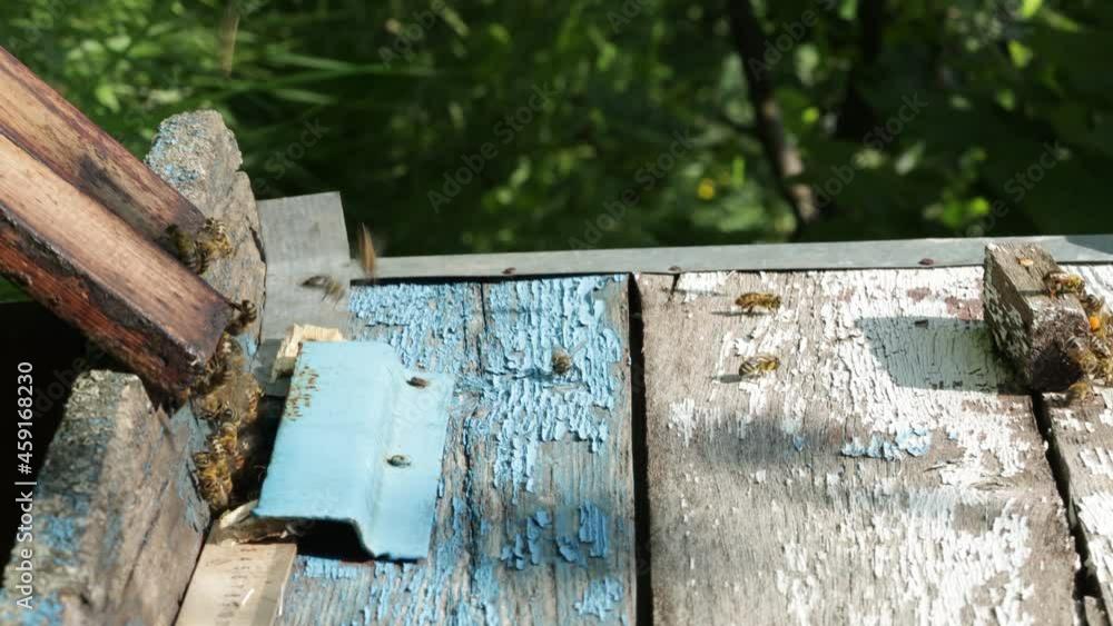 Bees fly out and fly into the entrance of the wooden hive. Honey bees swarming and flying around their beehive. Apiary concept. Vertical format Bees fly out and fly into the entrance of the wooden hive. Honey bees swarming and flying around their beehive. Apiary concept. Vertical format