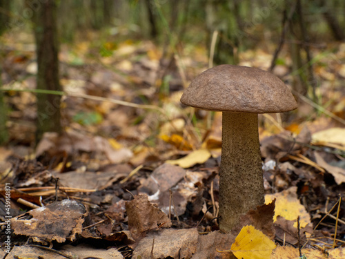 A beautiful mushroom in the background of the autumn forest. Leccinum quercinum. Leccinum scabrum.