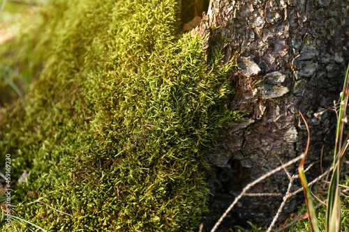 Green moss on tree in forest, closeup