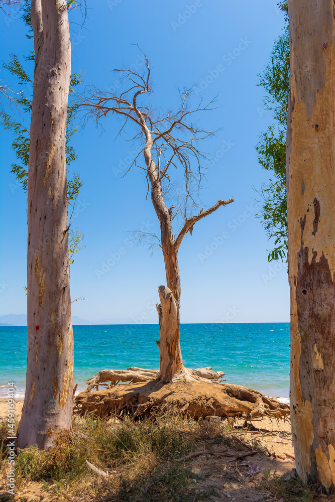 A dried tree at the Velika beach at Messinia