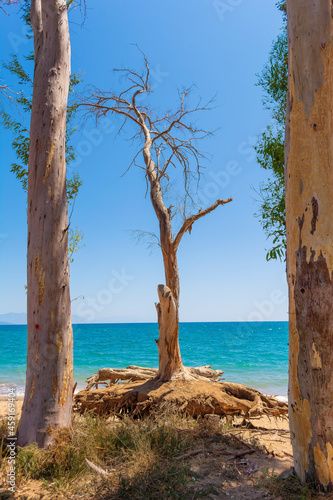 A dried tree at the Velika beach at Messinia © akarb
