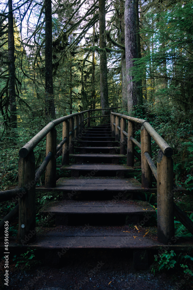 Fototapeta premium wooden bridge in the forest