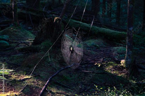 spider web in the forest