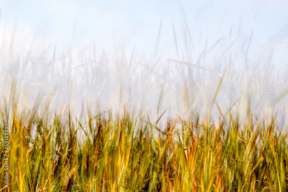 Obraz premium Motion blur and long exposure create dreamy scenes with tall green grass