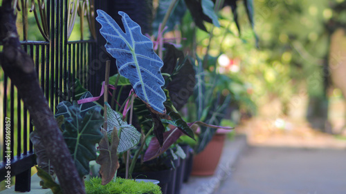 a group of alocasia houseplants in the backyard is being watered in the morning photo