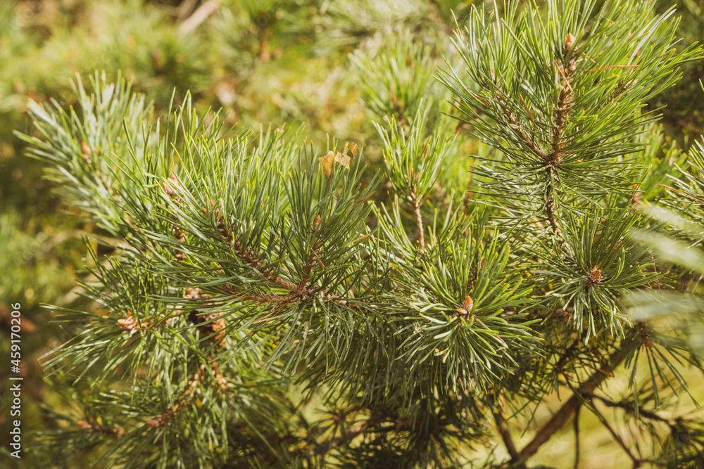 Young Pine buds in spring. Pinus sylvestris, pinus nigra, mountain pine. Pinus tree on a sunny spring day Young Pine buds in spring. Pinus sylvestris, pinus nigra, mountain pine. Pinus tree on a sunny spring day