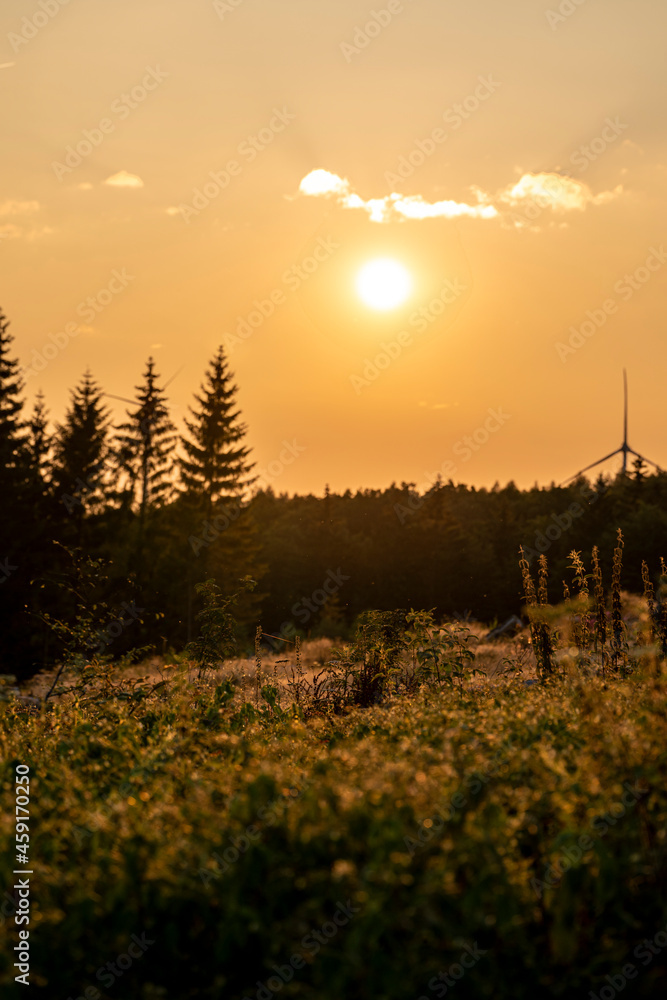 sunset in the forest