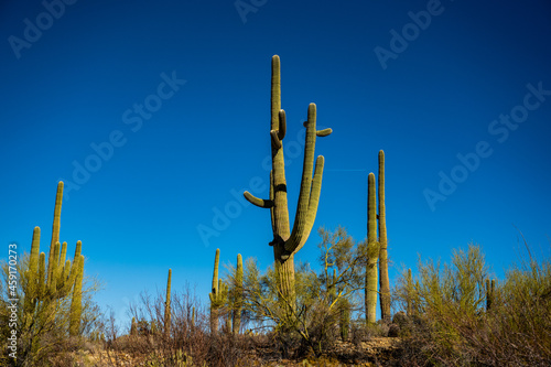 Large Saguaro With Multiple Arms Stands Tall On Hillside