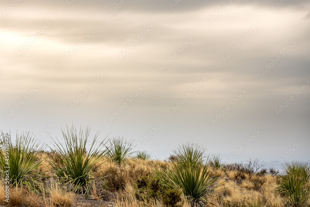 Light and Clouds Over Yucca Plants in Big Bend Light and Clouds Over Yucca Plants in Big Bend
