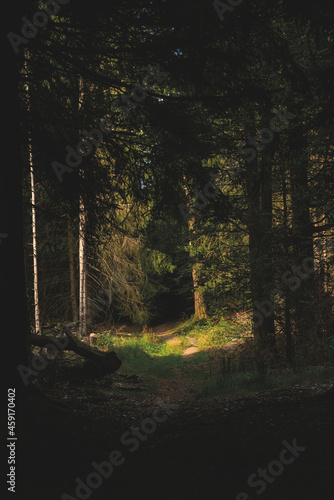 Fototapeta Naklejka Na Ścianę i Meble -  a track through a dark forest 