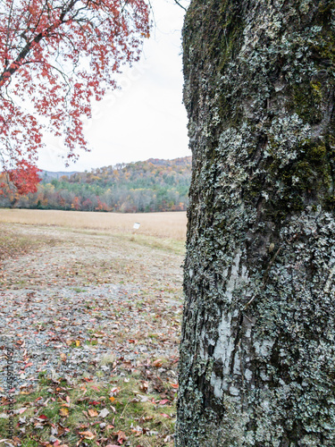 Lichen Covered Tree Tunk Looks Over Cataloochee Valley photo