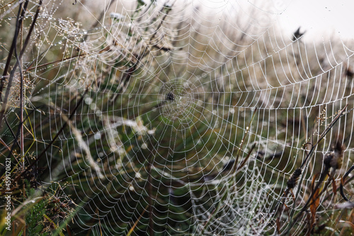 Closeup view of cobweb with dew drops on meadow © New Africa